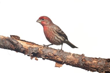 Erkek evi Finch (Carpodacus mexicanus) beyaz