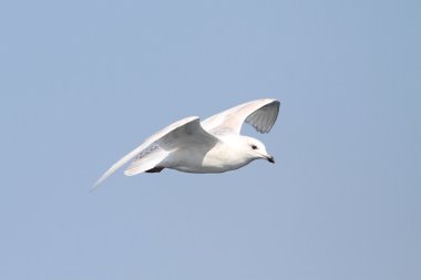 İzlanda martı (Larus glaucoides)