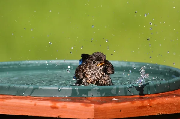 Eastern Bluebird golpeando el calor —  Fotos de Stock