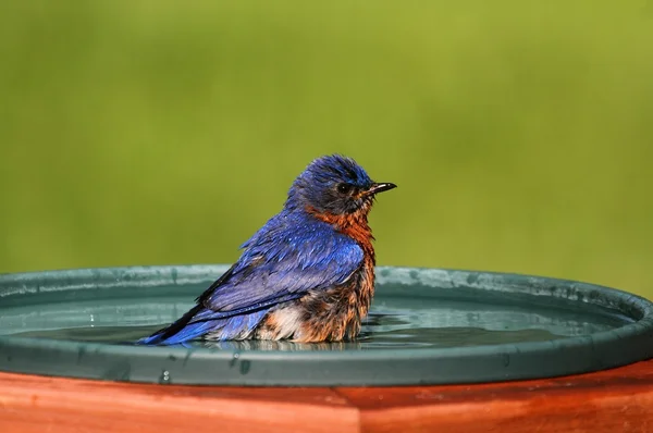 Östra bluebird seger i värmen — Stockfoto