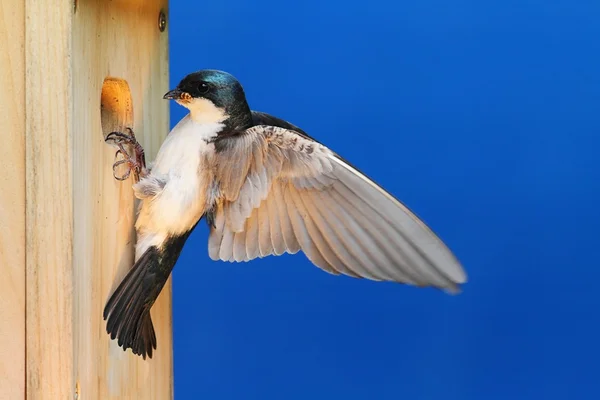 Baumschwalbe auf einem Vogelhaus — Stockfoto