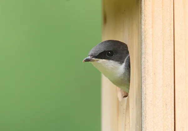 Träd swallow på en fågelholk — Stockfoto