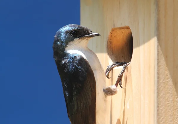 Baumschwalbe auf einem Vogelhaus — Stockfoto