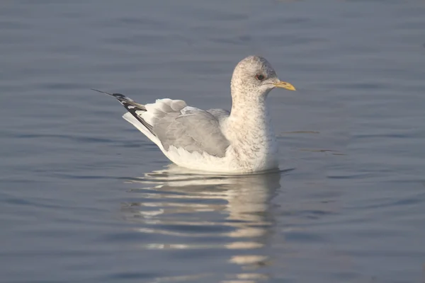 Frajer mew (Larus canus) — Zdjęcie stockowe