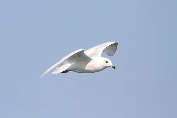 Ісландська Чайка (Larus glaucoides) — стокове фото