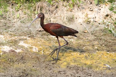 Beyaz yüzlü Ibis (plegadis chihi)