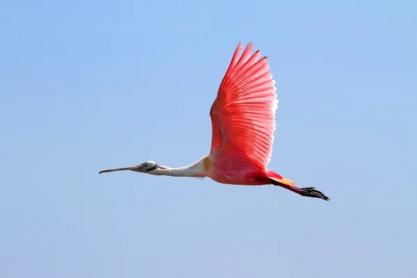 Roseate Spoonbill en vol — Photo