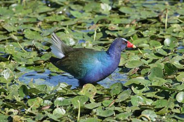 Mor moorhens (Porphyrio martinica)