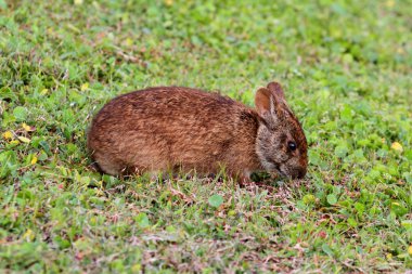 Florida Marsh Hare
