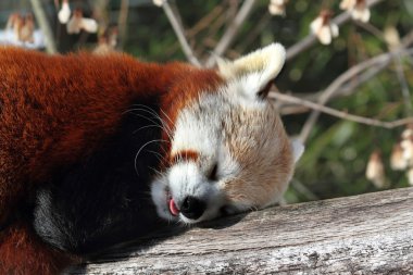 Red Panda (Ailurus fulgens)