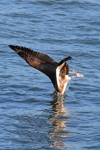 Pelikan brunatny w locie — Zdjęcie stockowe