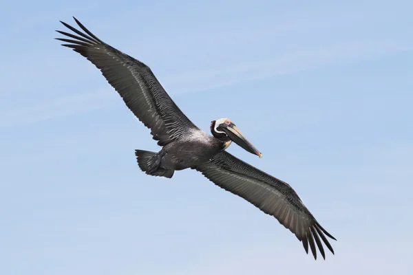 Brown Pelican in volo — Foto Stock