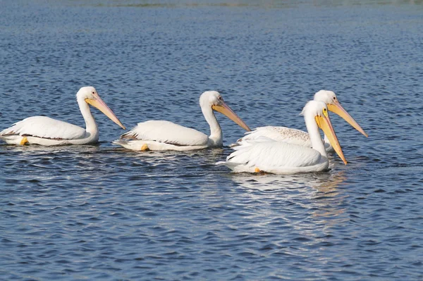 American White Pelicans — Stock Photo, Image