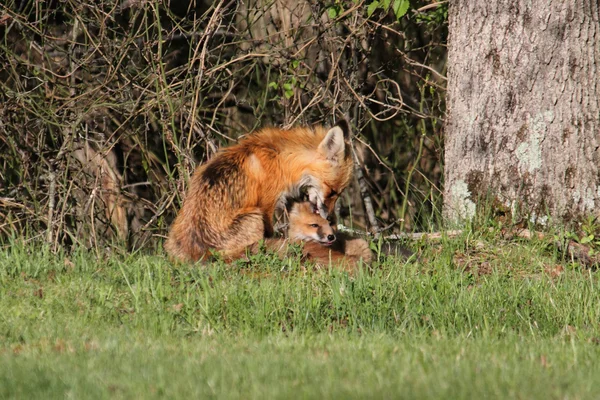 Red Fox con kit — Foto de Stock