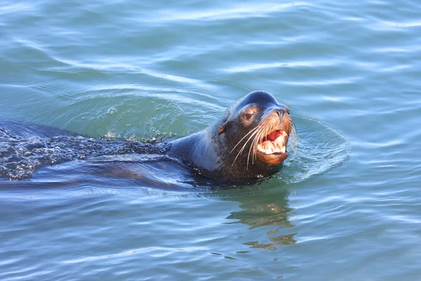 Leone marino della California (Zalophus californianus) — Foto Stock