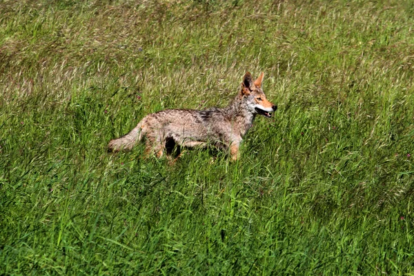Coyote occidental — Foto de Stock