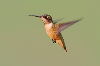 Yakut boğazlı sinekkuşu (Archilochus colubris)