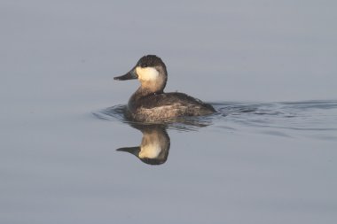 Dikkuyruk (Oxyura jamaicensis)
