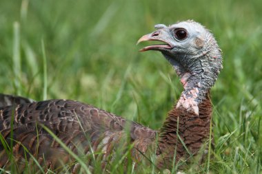 Wild Turkey (meleagris four allopavo)