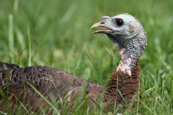 Wild Turkey (meleagris four allopavo)