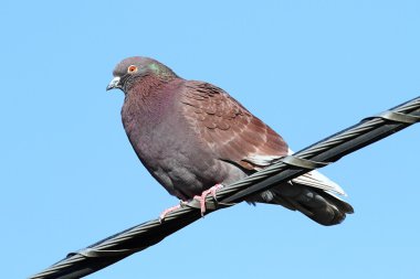 Kaya Güvercini (columba livia)