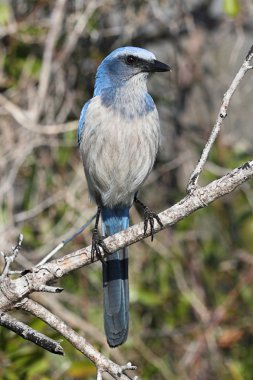 nesli tükenmekte olan florida scrub-jay