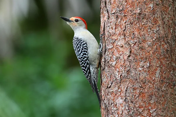 Woodpecker on a pine tree — Stock Photo, Image