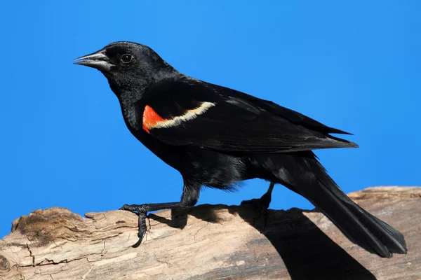 Piros - szárnyas feketerigó — Stock Fotó