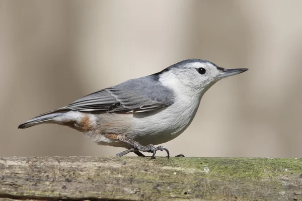 Білогрудний Nuthatch ( sitta carolinensis ) — стокове фото