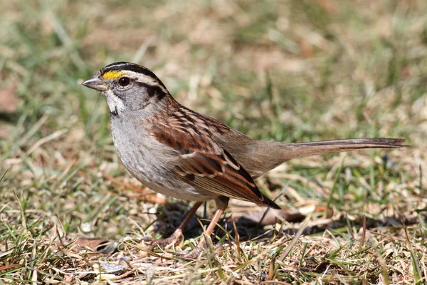 Bílá – throated sparrow — Stock fotografie