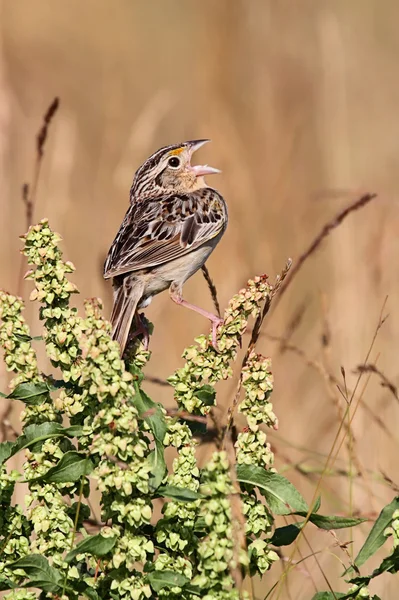 Grasshopper Sparrow (Ammodramus savannarum) — Stok Foto