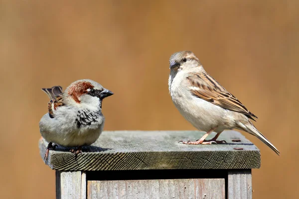 House Sparrows (Passer domesticus) — Stock Photo, Image