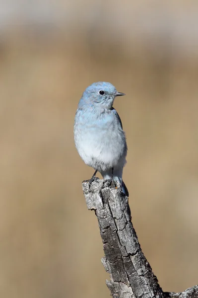 Bluebird górski — Zdjęcie stockowe