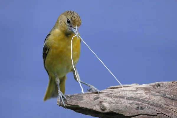 볼티모어 오리올 스 (icterus galbula)) — 스톡 사진