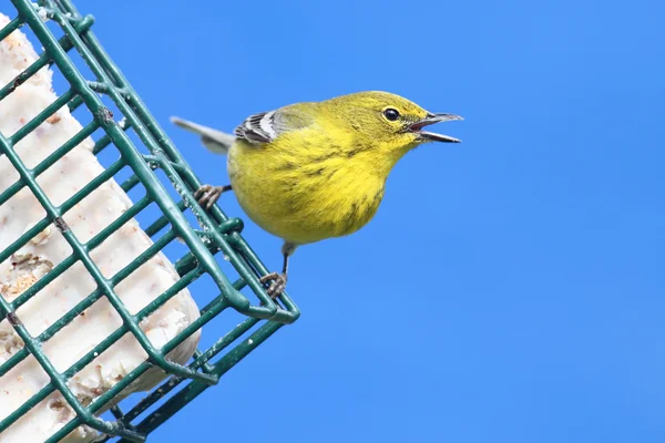 Pine Warbler (Dendroica Setophaga pinus) — Stockfoto