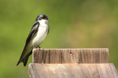 ağaç kırlangıç yuva kutusu