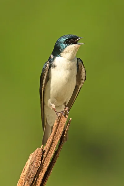 Tree Swallow on a stump — Stock Photo, Image