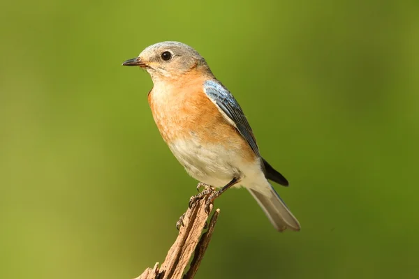 Vrouwelijke Oost bluebird — Stockfoto