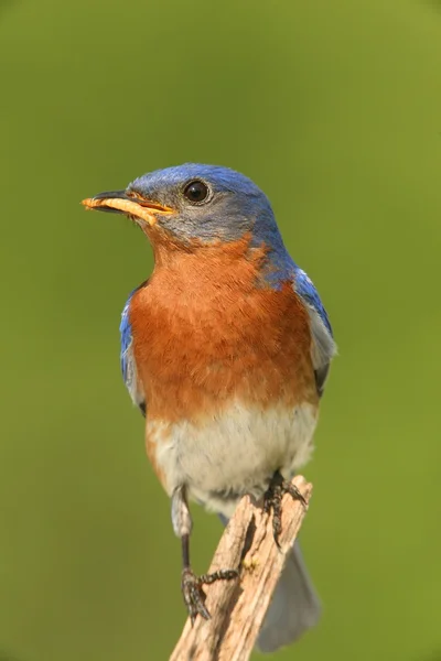 Männlicher Östlicher Blauvogel — Stockfoto