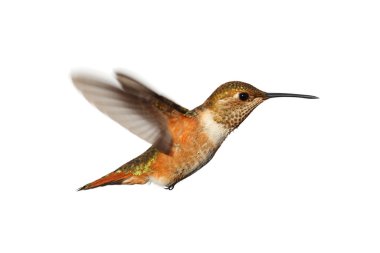 Kızıl sinek kuşu (Selasphorus rufus)