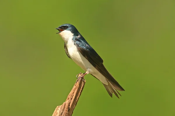 Tree Swallow on a stump — Stock Photo, Image