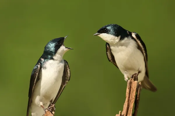 Par av träd svalor på en stubbe — Stockfoto