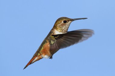 Kızıl sinek kuşu (Selasphorus rufus)