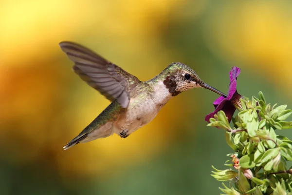 Beija-flor-de-garganta-rubi em voo — Fotografia de Stock