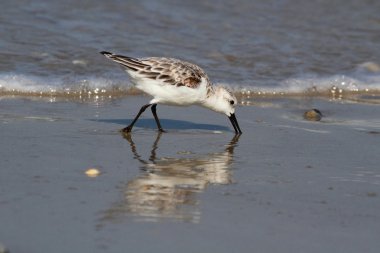 Sanderlings (Calidris alba)