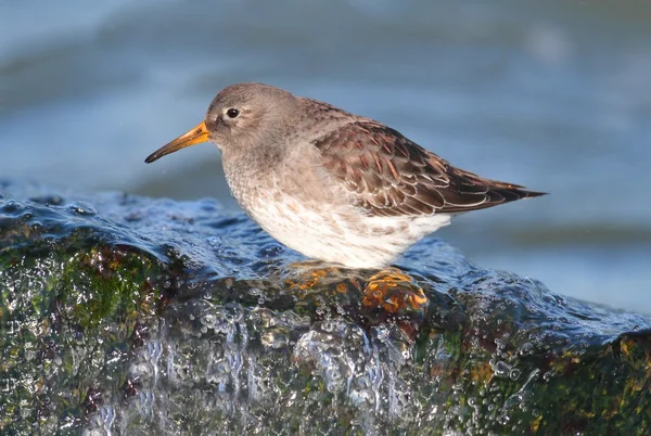 Purple Sandpiper (Calidris maritima) — Stock Photo, Image