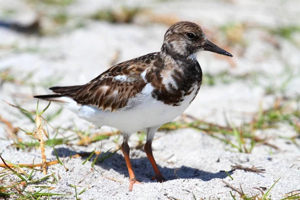 Ruddy Turnstone（竞技场口译）) — 图库照片