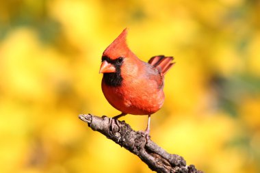 bir günlüğüne erkek Kardinal