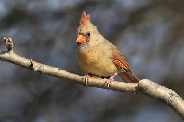 Cardinal On A Branch — Stock Photo, Image
