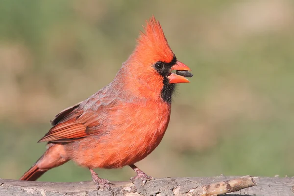Male Cardinal On A Log — Stock Photo, Image